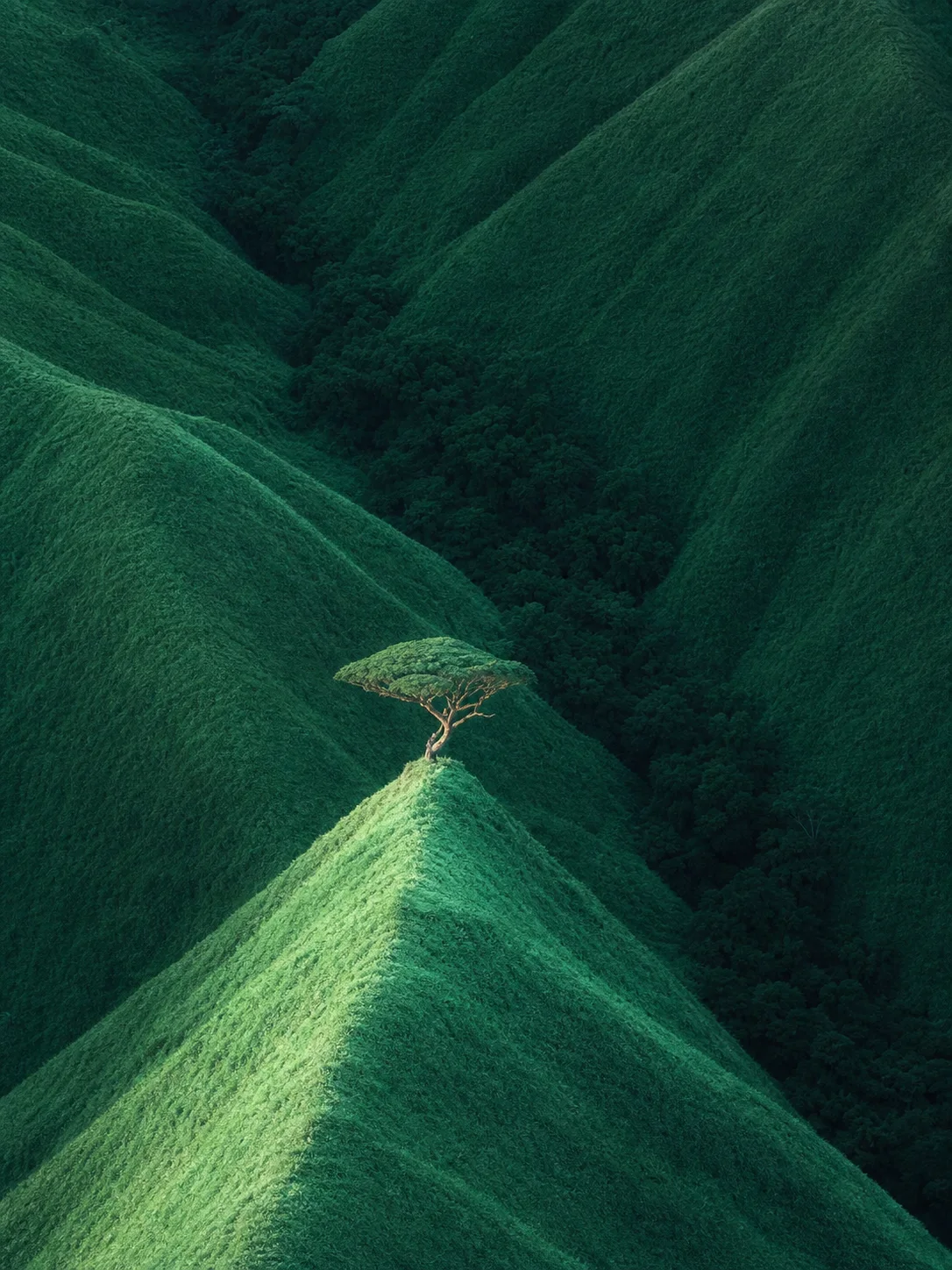 A lone tree standing on a bright green ridge